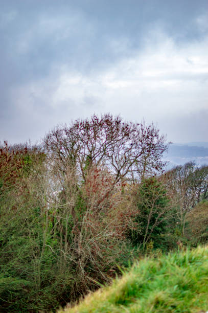 The lush green trees and grass