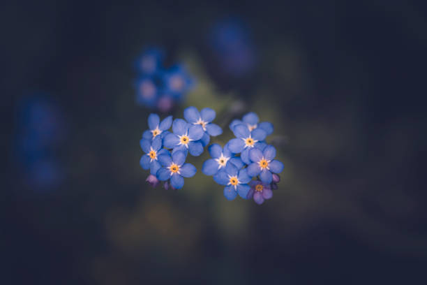 istock Forget me not flower / Myosotis alpestris 1145702269