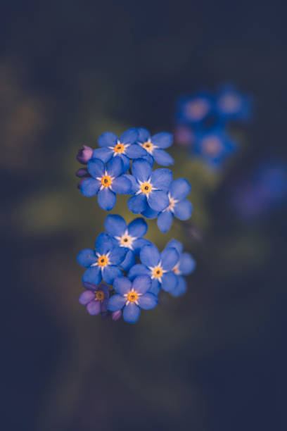 istock Forget me not flower / Myosotis alpestris 1145702473