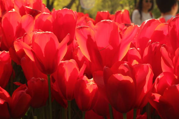 istock Turkey istanbul pink red yellow and white tulips 1145703379