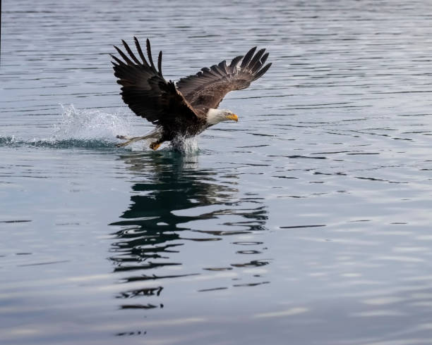 istock Bald Eagle has just grabbed a fish out of the lake 1145703515