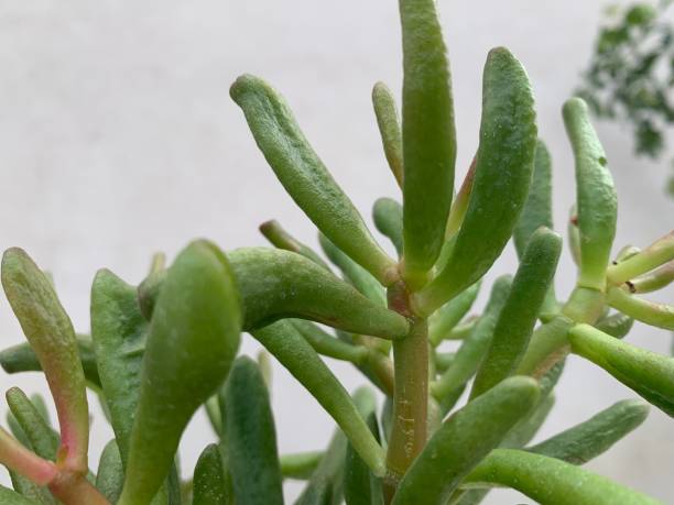 istock Unusual green plant with abstract background 1145703634