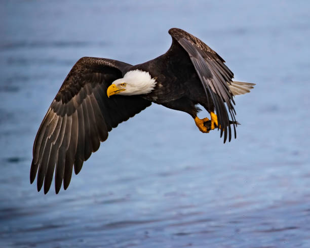 istock Bald Eagle in flight against backdrop of water 1145703763