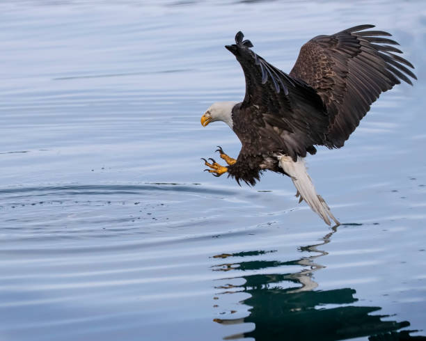 istock Bald Eagle with talons out to grab fish from lake 1145703776