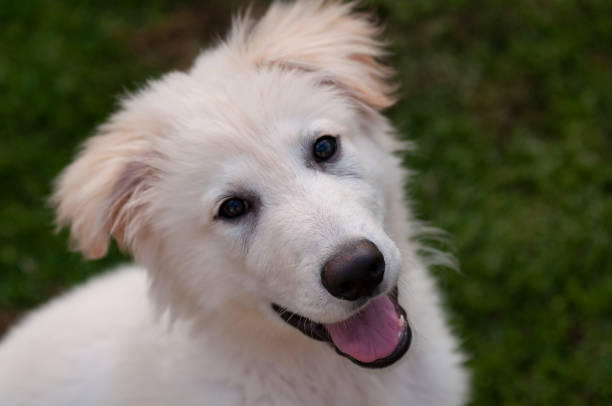 White Long Haired German Shepherd Puppy Stock Photo - Download Image Now - German  Shepherd, White Color, Animal - iStock
