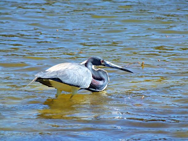 garça-real tricolored (egretta tricolor) nos pantanais de florida - tricolored heron - fotografias e filmes do acervo