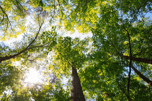 widok niskiego kąta lasu wiosną - beech leaf low angle view deciduous tree tree trunk zdjęcia i obrazy z banku zdjęć