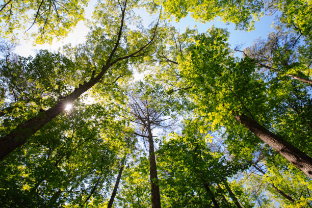 Low angle view of forest in springtime stock photo