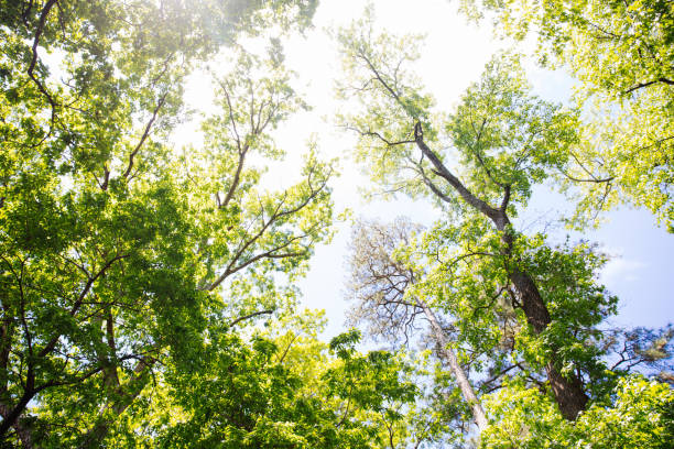 vista ad angolo basso della foresta in primavera - beech leaf low angle view deciduous tree tree trunk foto e immagini stock