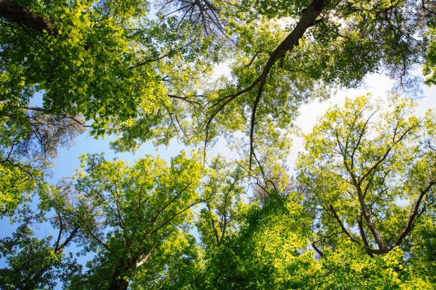 vista ad angolo basso della foresta in primavera - beech leaf low angle view deciduous tree tree trunk foto e immagini stock