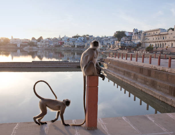 Gray langurs in Pushkar, Rajasthan, India