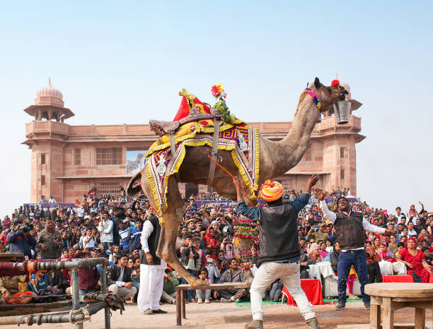 인도 라자 스 탄에서 낙 타 축제를 하는 동안 낙 타 춤 - pushkar camel fair 뉴스 사진 이미지