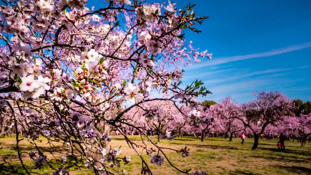 Close up of almond trees pink flowers in bloom with people chilling out between almond trees in the background at Quinte de los Molinos city park downtown Madrid, Spain. Almond trees in spring.