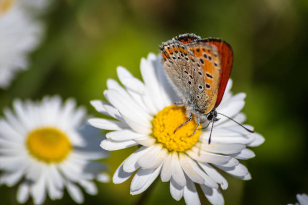 istock Orange butterfly on white daisy flower on a meadow 1145706299