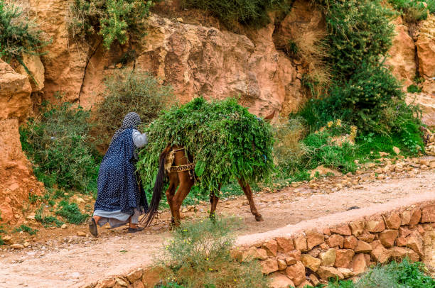 Local woman with donkey geeting green grass 23th November 2015: View on Local woman with donkey geeting green grass arab man riding horse stock pictures, royalty-free photos & images