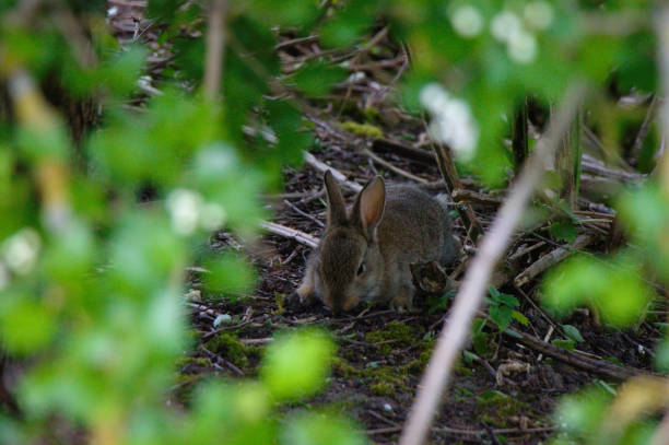 istock Young wild rabbit under a shrub in South England. 1145706510