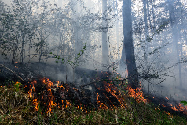 istock Close up photo of a forest fire in progress. 1145706519