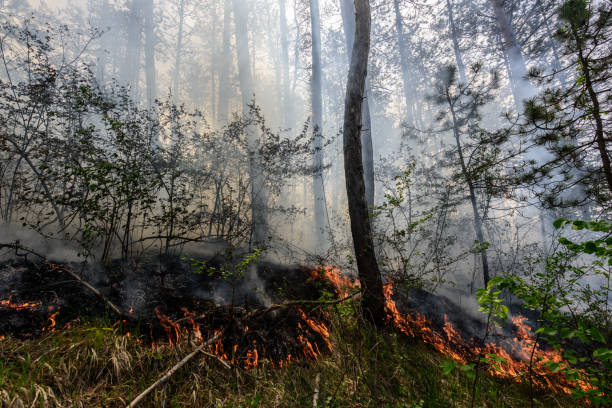 istock Close up photo of a forest fire in progress. 1145706553