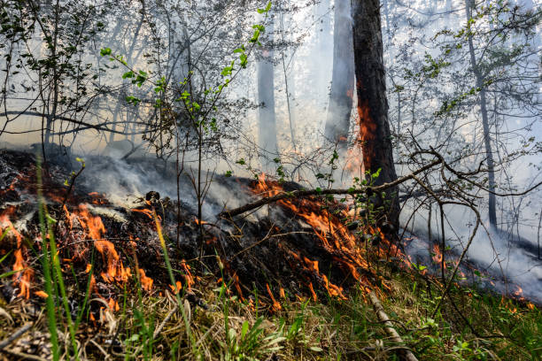 istock Close up photo of a forest fire in progress. 1145706557