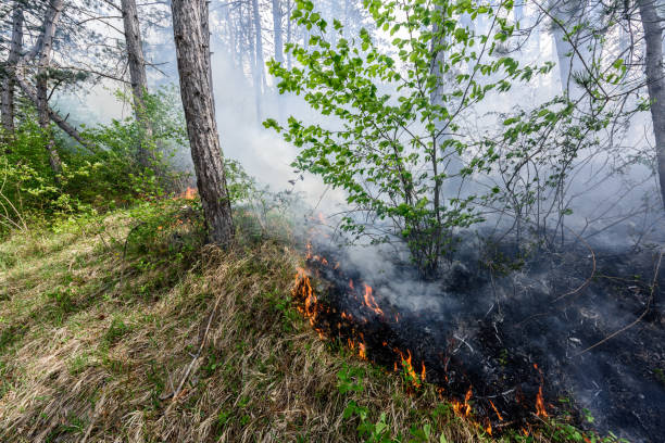 istock Close up photo of a forest fire in progress. 1145706614