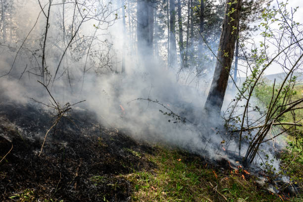 istock Close up photo of a forest fire in progress. 1145707342