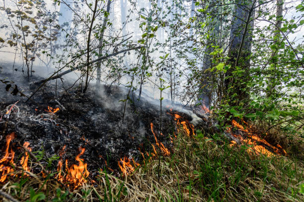 istock Close up photo of a forest fire in progress. 1145707457