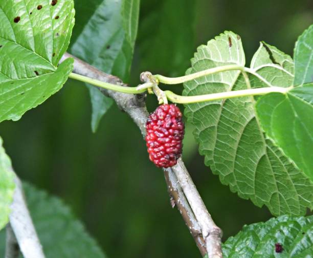 istock Red Mulberry bush (Morus rubra with red berry birds eat 1145707547