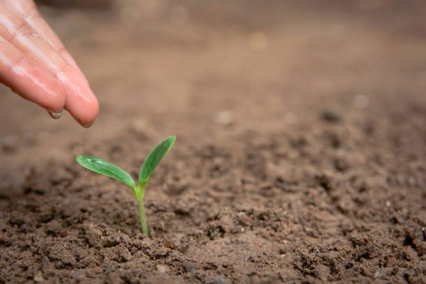 istock Hand watering Green sprout growing from soil background with copy space 1145707699