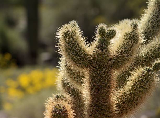 cactus dell'arizona in primavera - brittlebush foto e immagini stock