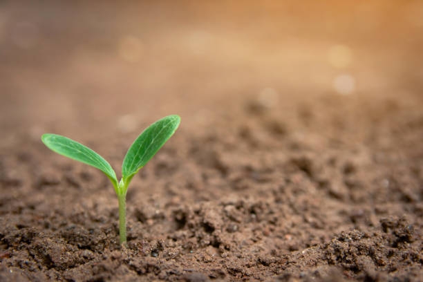 istock Green sprout growing from soil background with copy space 1145708119