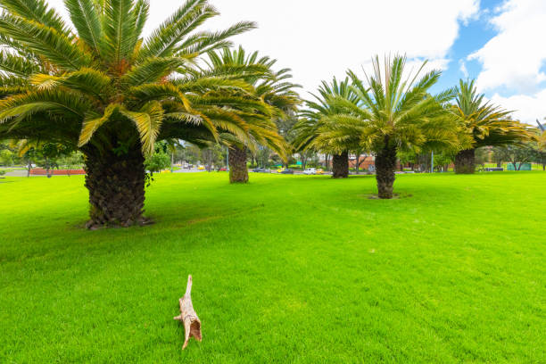 Bogota palms in pubblic gardens Colombia
