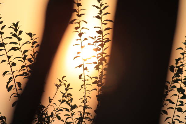 Magnificent sunset captured from a tree