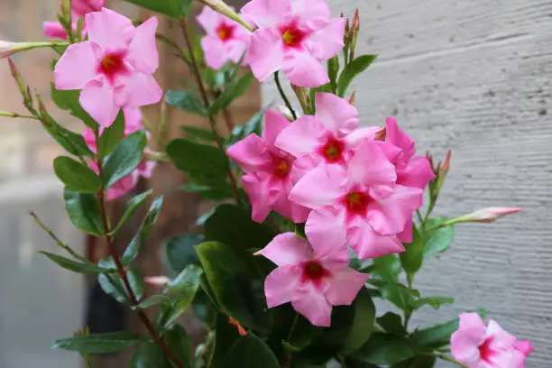 Dipladenia / Beautiful red flowers in the garden