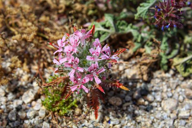 istock LOESELIASTRUM MATTHEWSII - DESERT CALICO - 29 PALMS - 040819 B 1145710043