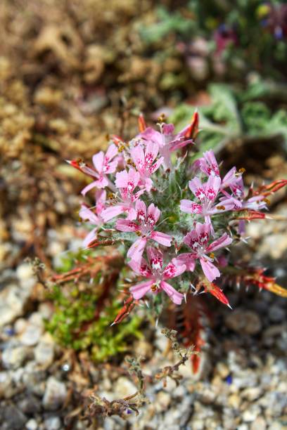 istock LOESELIASTRUM MATTHEWSII - DESERT CALICO - 29 PALMS - 040819 A 1145710044