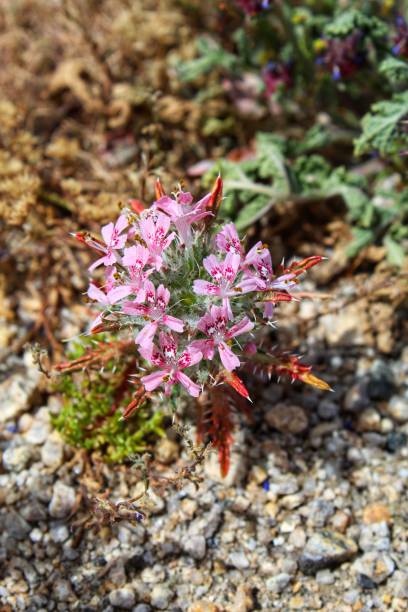 istock LOESELIASTRUM MATTHEWSII - DESERT CALICO - 29 PALMS - 040819 D 1145710047
