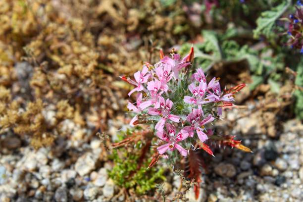istock LOESELIASTRUM MATTHEWSII - DESERT CALICO - 29 PALMS - 040819 C 1145710048
