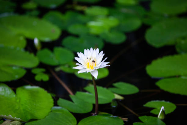istock Lotus flower with green and black background 1145712543