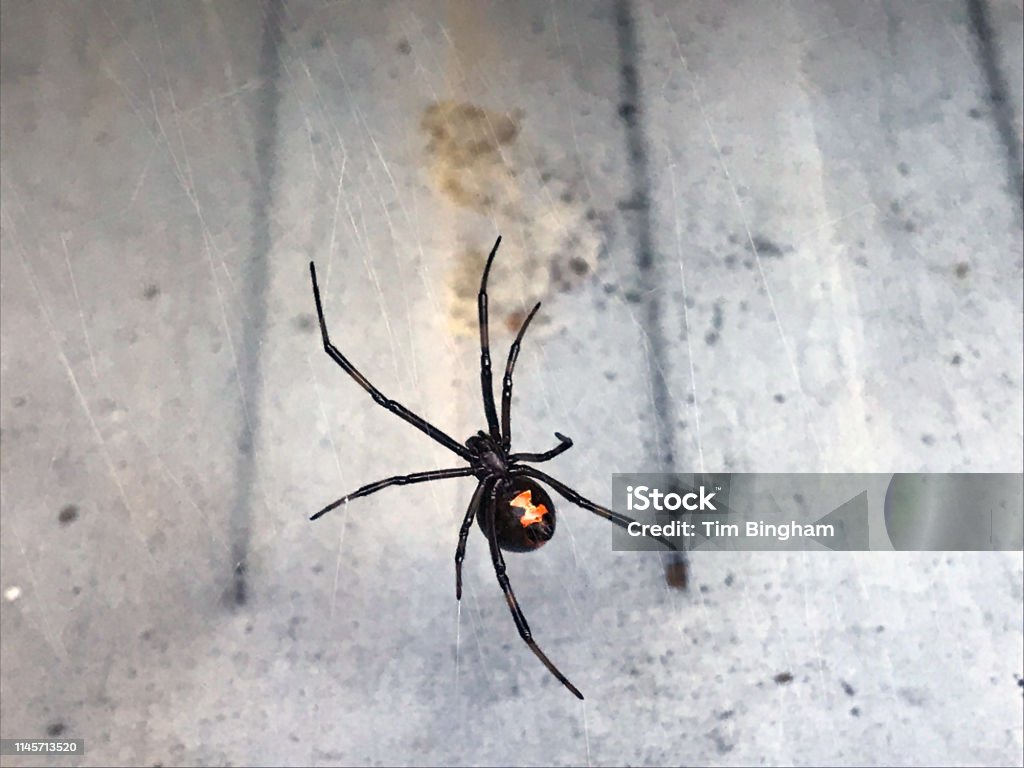 블랙 위도우 거미 거미에 대한 스톡 사진 및 기타 이미지 - 거미, 과부, 거미줄 - Istock