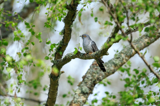 The common or eurasian cuckoo The common cuckoo is a member of the cuckoo order of birds, Cuculiformes common cuckoo stock pictures, royalty-free photos & images