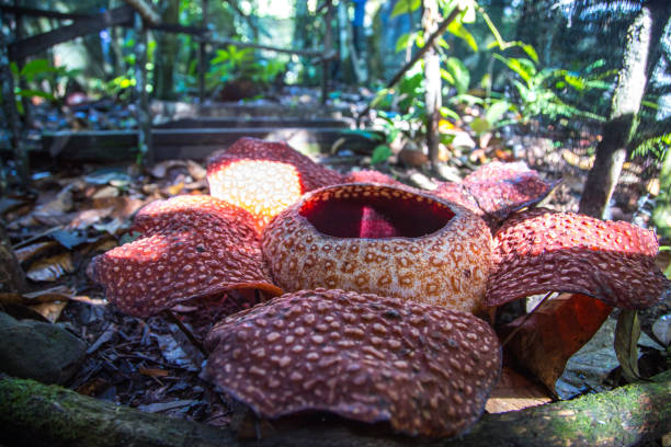 Rafflesia Pictures | Download Free Images on Unsplash