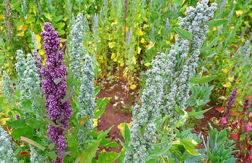 Quinoa in Pery - Farm Scenes