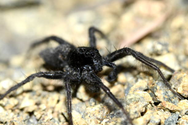 istock the head of the black spider close-up 1145715812