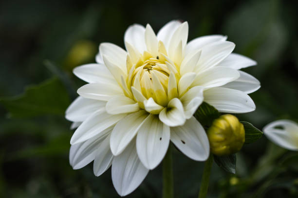 istock Blossom of a white dahlia in full bloom 1145715821