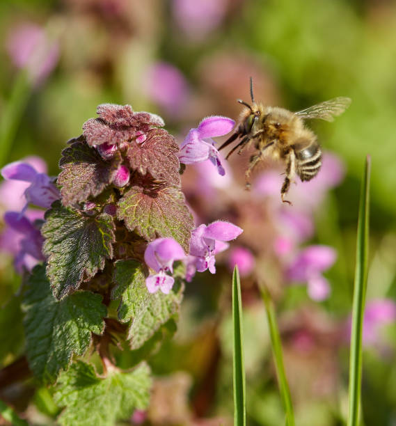istock Bee pollinating a purple flower 1145716183