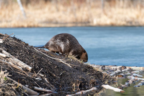 a large beaveer climbing down the beaver lodge a large female beaver climbing down the side of its beaver lodge to the water of the pond hinton alberta stock pictures, royalty-free photos & images