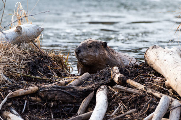 istock A large beaver climbing ove the beaver dam 1145716268