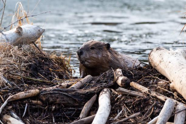A large beaver climbing ove the beaver dam A large magnificent beaver climbing over the beaver dam towards the viewer beaver dam stock pictures, royalty-free photos & images