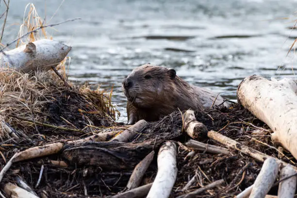 A large magnificent beaver climbing over the beaver dam towards the viewer