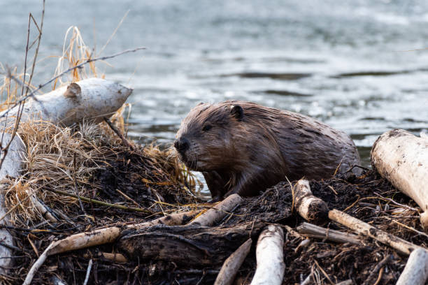 A large beaver climbing ove the beaver dam A large magnificent beaver climbing over the beaver dam towards the viewer beaver dam stock pictures, royalty-free photos & images